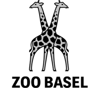 Zwei Giraffen im Zoo Basel, Tierpark mit exotischen Tieren.